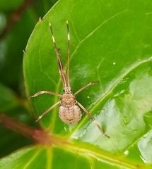Heteroptera