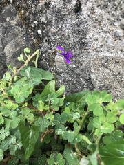 Viola mandshurica
