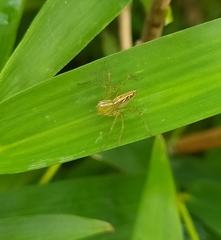Oxyopes