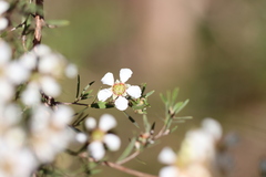 Leptospermum trinervium