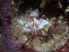 Coryphella trilineata