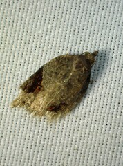 Acleris macdunnoughi