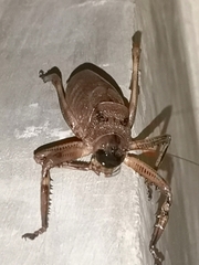Nesoecia