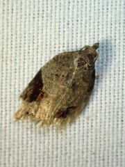 Acleris macdunnoughi