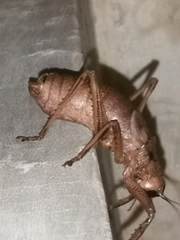 Nesoecia