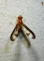 Toxonevra superba