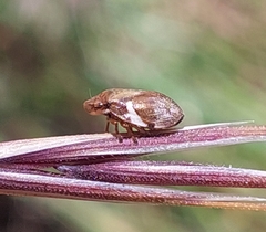 Bathyllus albicinctus