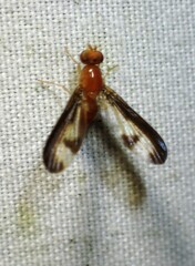 Toxonevra superba