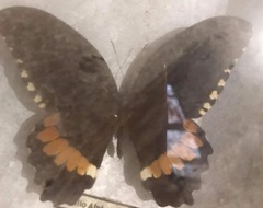 Papilio polytes alphenor