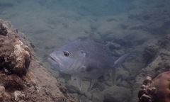 Caranx ignobilis