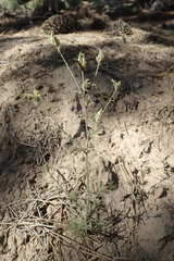 Cordylanthus nevinii