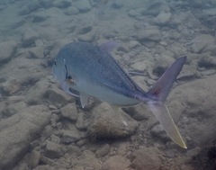 Caranx ignobilis