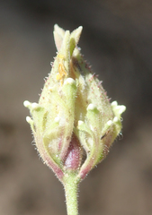 Cordylanthus nevinii