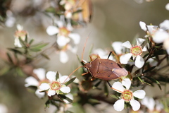 Leptospermum trinervium