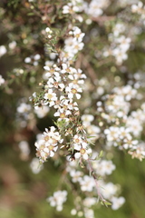 Leptospermum trinervium
