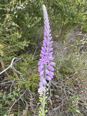 Comesperma virgatum