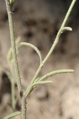 Cordylanthus nevinii