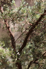 Leptospermum trinervium