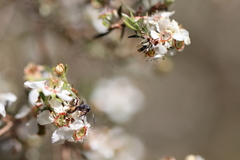 Leptospermum trinervium