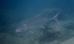 Caranx ignobilis