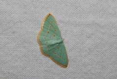 Comostolopsis stillata