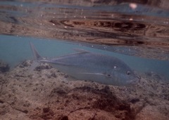 Caranx ignobilis