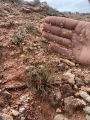 Ivesia sabulosa