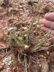 Ivesia sabulosa