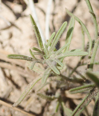 Cordylanthus nevinii