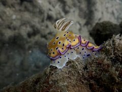 Goniobranchus kuniei