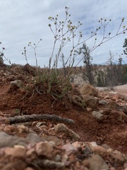 Ivesia sabulosa