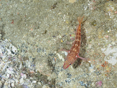 Hypoplectrodes maccullochi