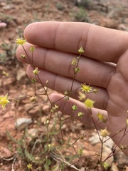 Ivesia sabulosa