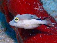 Canthigaster rostrata