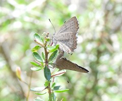 Paralucia pyrodiscus lucida