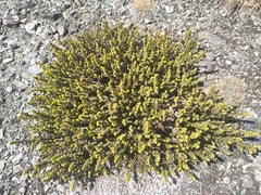 Veronica buchananii