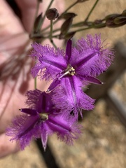 Thysanotus tuberosus