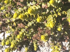 Veronica buchananii