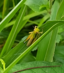 Caryanda spuria