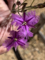 Thysanotus tuberosus