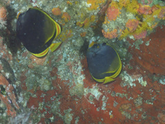Chaetodon flavirostris