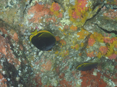 Chaetodon flavirostris