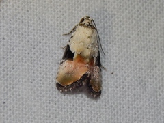 Hiccoda roseitincta
