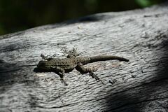 Urosaurus nigricauda