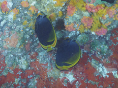 Chaetodon flavirostris