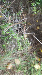 Parsonsia capsularis