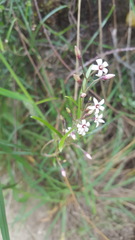 Parsonsia capsularis