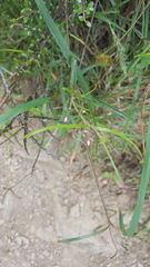 Parsonsia capsularis