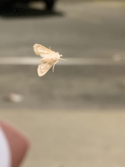 Glaphyria sesquistrialis