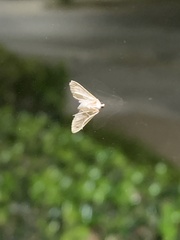 Glaphyria sesquistrialis